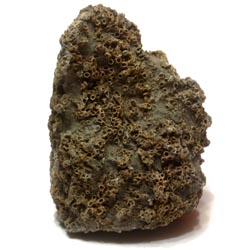 Unknown Fossil Coral