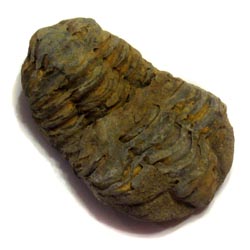 Trilobite - Calymene