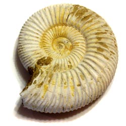 Ammonite - Perisphinctes sp