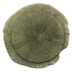 Pyrite Disk