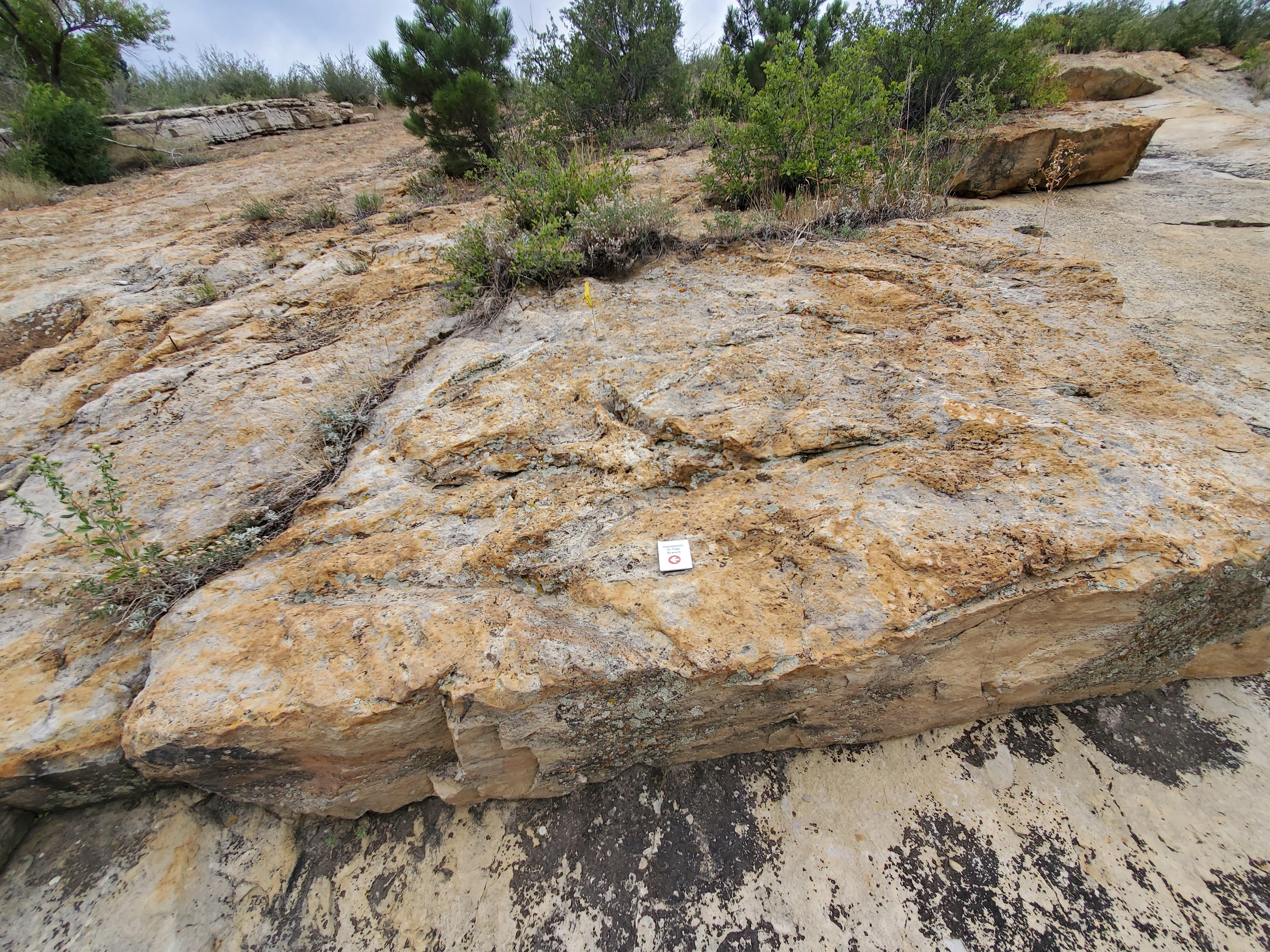 are dogs allowed at dinosaur ridge