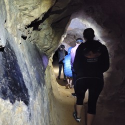 Sorrel Mule Mine