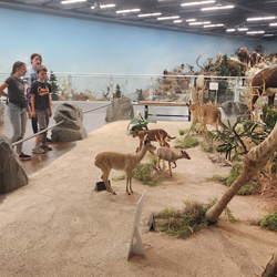 Rosenbruch World Wildlife Museum